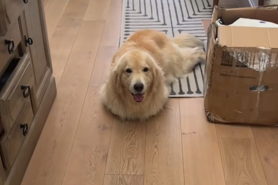 This Golden Retriever is doing a doggone convincing Corgi impression.