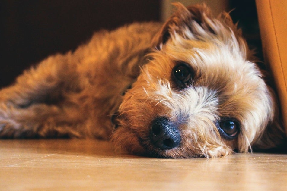It can be difficult and scary for owners when a dog develops depression.