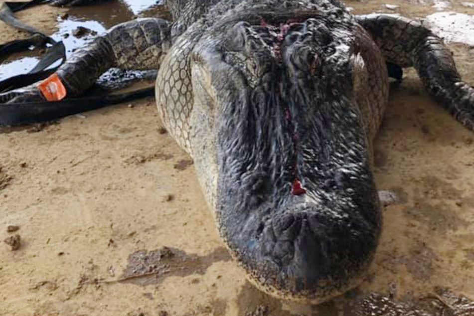Mississippi hunters make shocking find in the belly of a crocodile