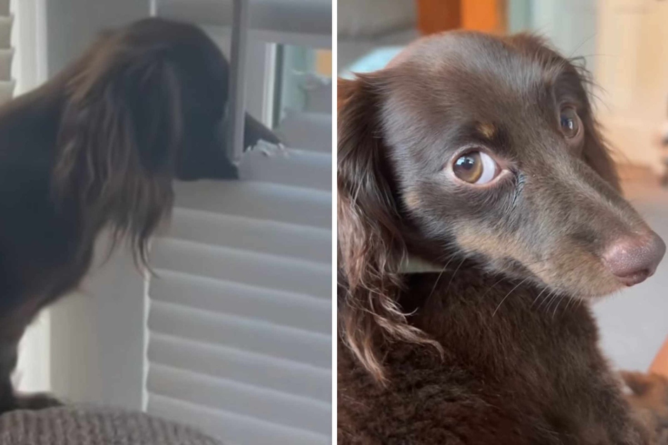 Dog owner is amazed at the home "remodeling" her cheeky Dachshund did overnight