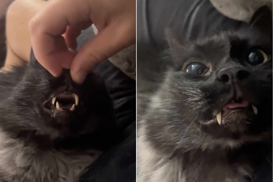 Cat is addicted to these special scritches in hysterical clip: "One nose boop and he was hooked"