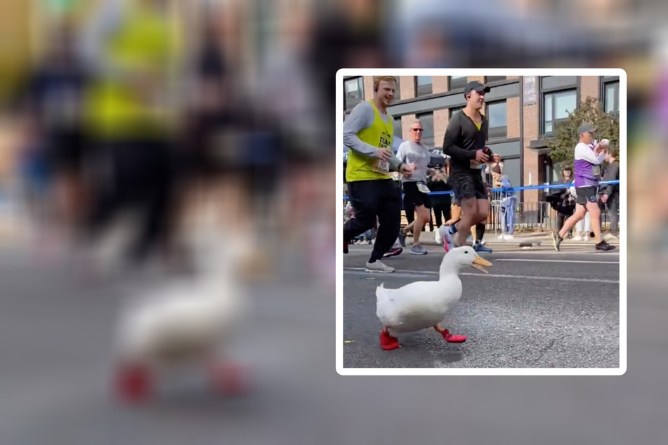 Run, Duck, Run! A quick quack joins the NYC marathon