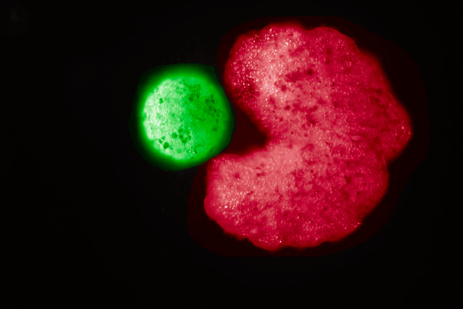 Xenobots: The living robots that now know how to reproduce