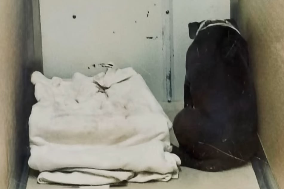 Shelter dog was ripped from his loving family – and the footage is soul-crushing