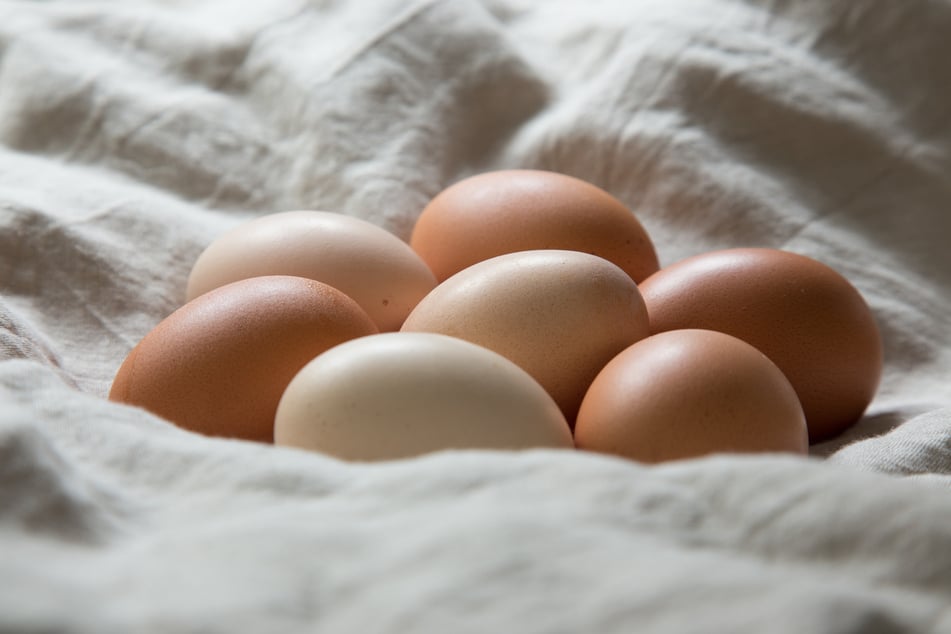 If you suddenly find chicken eggs in your bed, you may briefly question your own sanity! (Stock image.)
