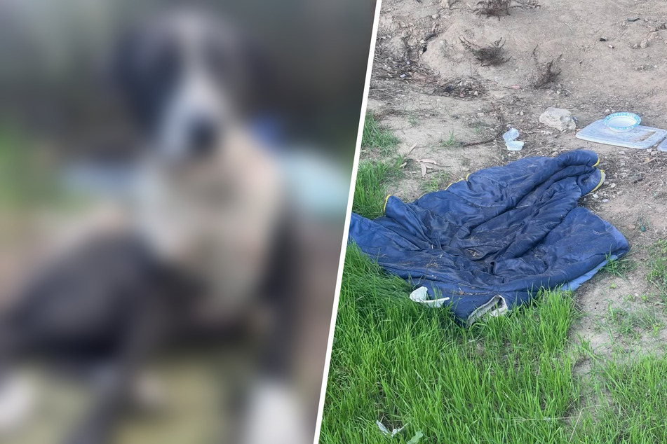 Abandoned dog is mistaken for garbage on the side of the road in heartbreaking rescue tale: "Thrown away"