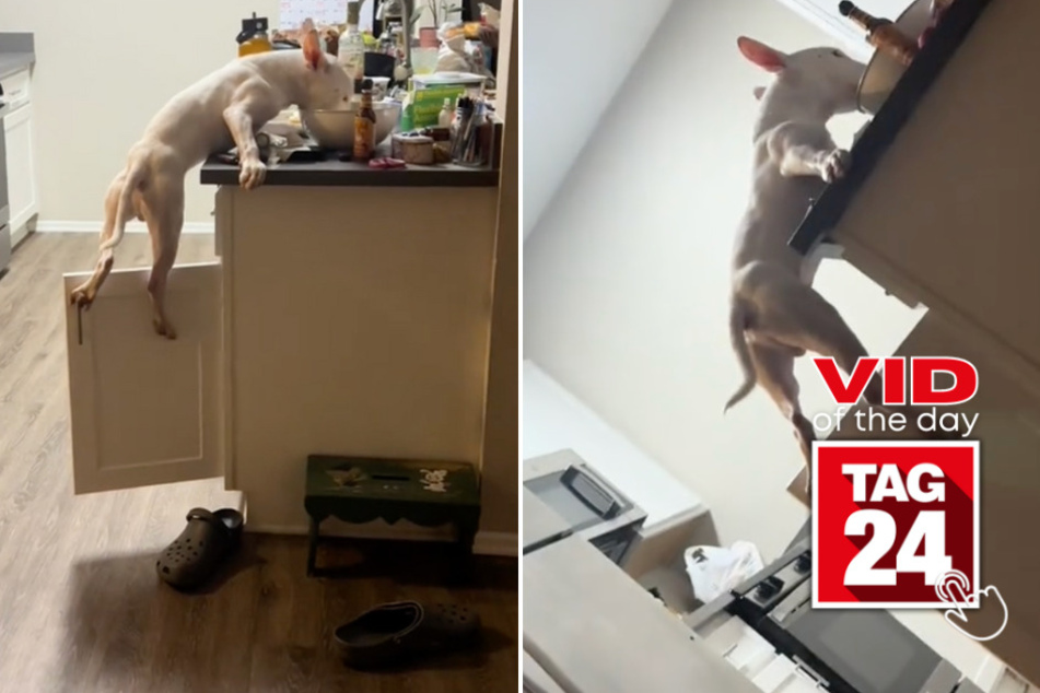 Viral Video of the Day for June 12, 2024: "Bad dog" scales kitchen cabinets for human food