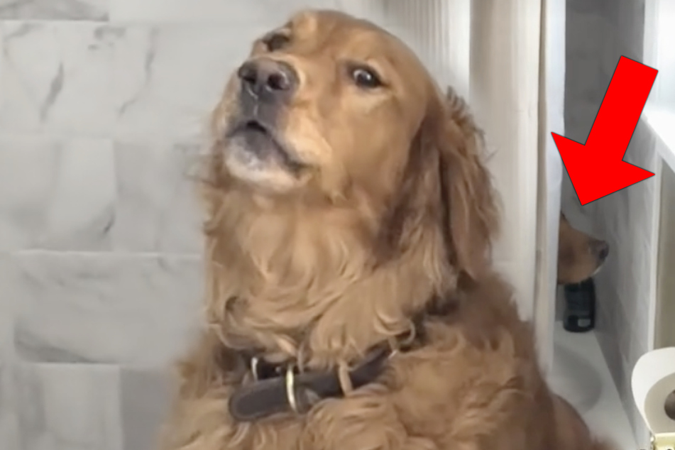 Golden Retriever throws epic temper tantrum over new baby stroller