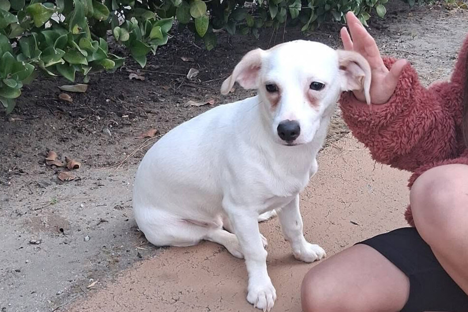 The little dog immediately trusted his rescuers.
