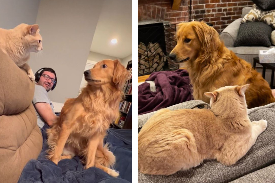 A golden retriever steals the stage and a fine feline isn't having it in this viral TikTok!