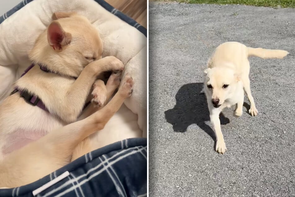 Rescue dog goes missing after her adoption – so her foster mom jumps into action