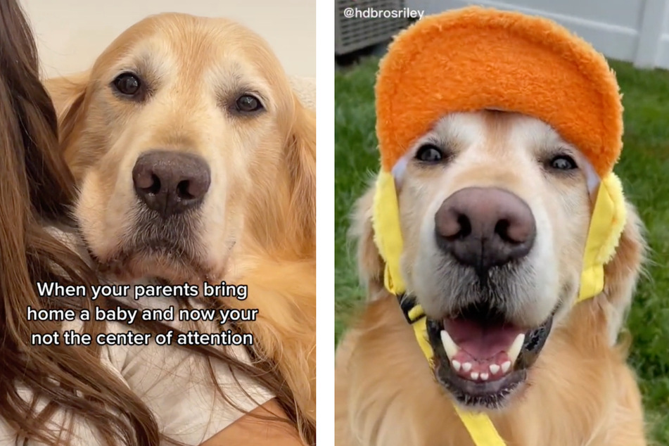 Golden Retriever brings the baby love and makes hearts explode on TikTok