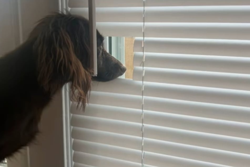 Shelly gets a reward for her naughty deed: a perfectly cut-out mini-window.
