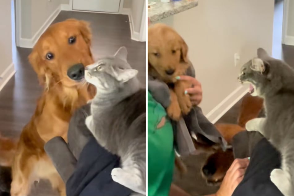 Cat isn't happy about new puppy – then Golden Retriever brother comes to the rescue!