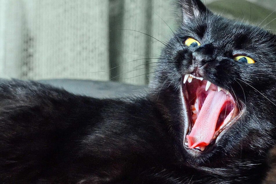 Black cat saves dog sibling from terrifying backyard coyote attack
