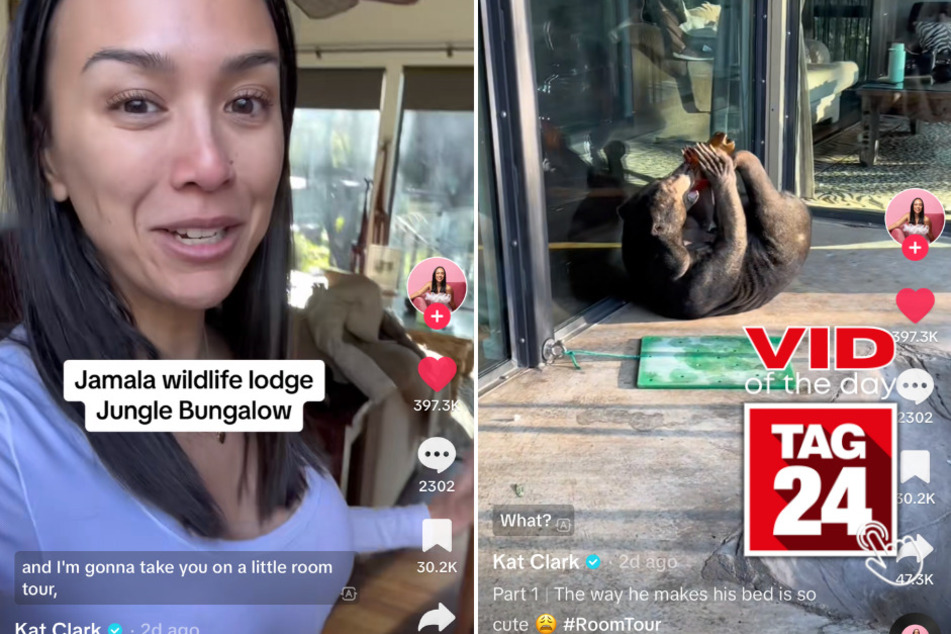 Viral Video of the Day for July 25, 2023: Couple on TikTok sleep next to bear in jungle bungalow!