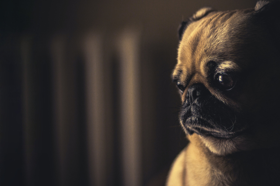 Dogs going into heat: Symptoms, treatments, and everything else you need to know