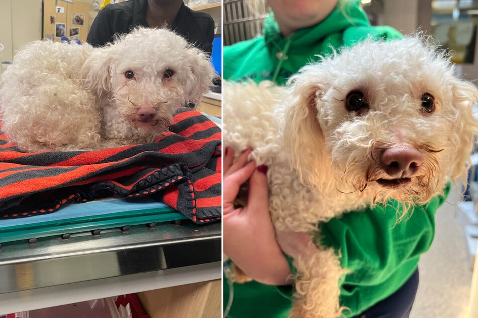 Poodle suffers overdose after owner "shares" drugs with him