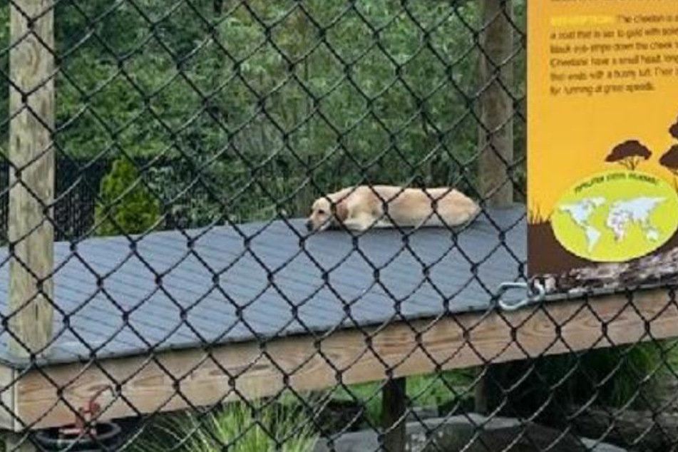 Cheetah lady Nandi makes herself scarce: At least Labrador Bowie holds the fort in the common cage and keeps the visitors happy.