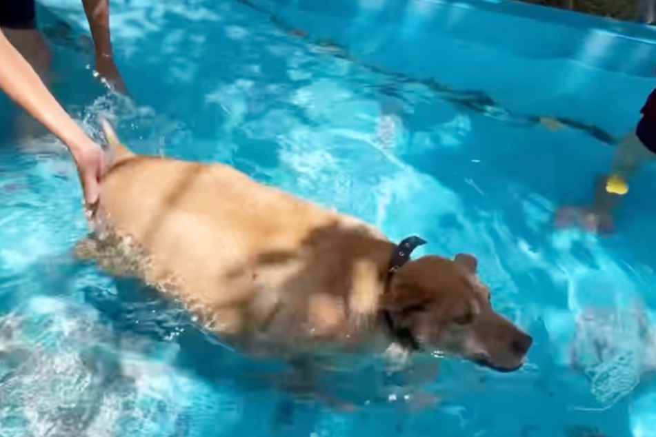 Bella the dog has to undergo hydrotherapy, among other things, to lose weight.