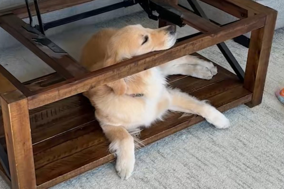 Emma regularly hangs inside the coffee table, even though it's become a bit of a struggle to fit!