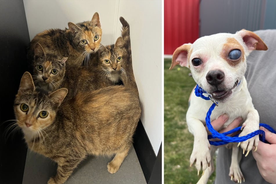The rescued animals were frightened and neglected, and some were suffering from skin problems.