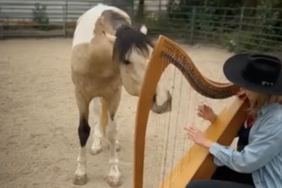 Yupia isn’t just enthusiastic about the guitar; the horse also enjoys the harp and other instruments.